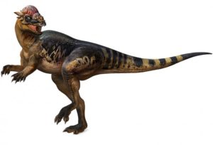 Pachycephalosaurus-654x444