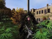 DayZ Standalone – Verbot wegen Cannabis: Spiel wird Änderungen unterzogen